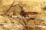 Detailed Fossil Spider (Araneae) In Baltic Amber #284664-1